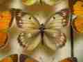 Papilio birchalli abberant male415 (Internet Image property of respective owner, non-commercial use only)
